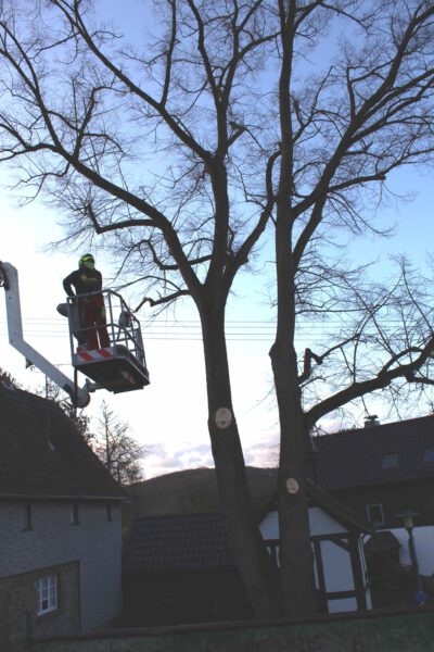 Die Fällarbeiten beginnen mit einem Hubsteiger