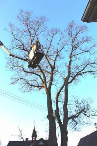 Die Fällarbeiten beginnen mit einem Hubsteiger