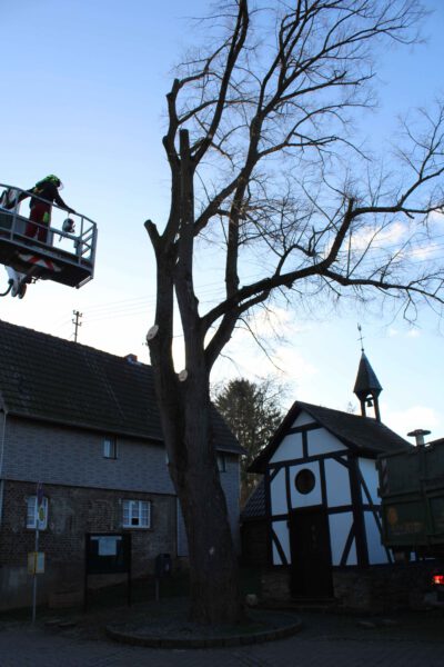 Per Hubsteiger werden die ersten Äste gekappt