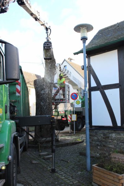 Der mächtige Stamm wird per Kettensäge zerkleinert