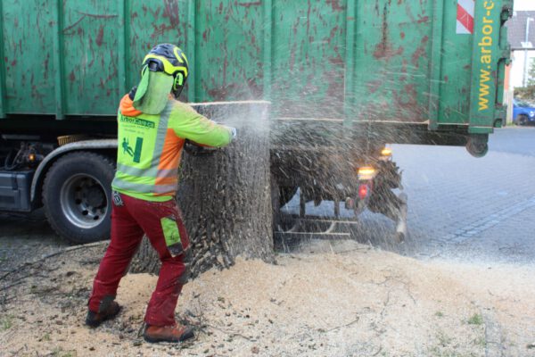 Der restliche Stamm wird zerkleinert - die Sägespäne fliegen
