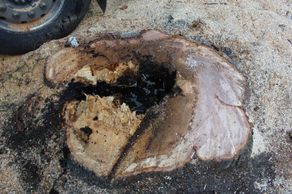 Am übriggebliebenen Baumstumpf ist die Faulstelle klar zu erkennen